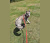 Amaroq, a Siberian Husky and Belgian Sheepdog mix tested with EmbarkVet.com