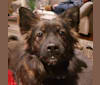 Wally, a Japanese or Korean Village Dog tested with EmbarkVet.com