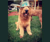 Tucker, a Goldendoodle tested with EmbarkVet.com