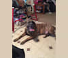 Hunter, a Saint Bernard and American Pit Bull Terrier mix tested with EmbarkVet.com