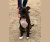 Bruno, an American Pit Bull Terrier and Boxer mix tested with EmbarkVet.com