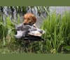 Heidi, a Nova Scotia Duck Tolling Retriever tested with EmbarkVet.com
