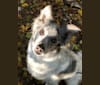 Photo of Benny, an Australian Shepherd, Australian Cattle Dog, Rat Terrier, German Shepherd Dog, Labrador Retriever, and Mixed mix in Montville, Connecticut, USA