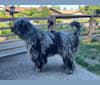 Garou Luigi Della Luna di Lana, a Bergamasco Sheepdog tested with EmbarkVet.com