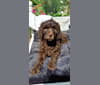 Photo of JLo, a Poodle (Standard)  in Niagara Falls, Ontario, Canada