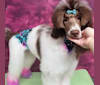 Photo of Beretta Briar, a Poodle (Standard)  in Claremore, OK, USA
