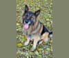 Elvis, a German Shepherd Dog tested with EmbarkVet.com