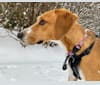 Willow, an American Foxhound tested with EmbarkVet.com