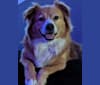 Photo of Roosevelt, an American Pit Bull Terrier, Australian Shepherd, Mastiff, and Mixed mix in Corpus Christi, Texas, USA