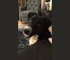 Luna, an Australian Cattle Dog and Saint Bernard mix tested with EmbarkVet.com
