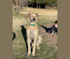 Photo of Gregor, a Greyhound, German Shorthaired Pointer, and Whippet mix in Oklahoma City, Oklahoma, USA