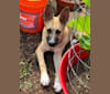 Reggie, a German Shepherd Dog and Chow Chow mix tested with EmbarkVet.com