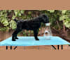 Photo of Pickles, a Black Russian Terrier 