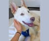 Photo of Summit, a Siberian Husky, American Pit Bull Terrier, German Shepherd Dog, and Mixed mix in Austin, Texas, USA