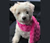 Photo of Zuzu, a Miniature Pinscher, Poodle (Small), Pomeranian, and Mixed mix in Steubenville, Ohio, USA