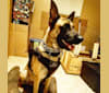 Rock, a Belgian Malinois and German Shepherd Dog mix tested with EmbarkVet.com