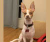 Bobby, a Chihuahua and Miniature Pinscher mix tested with EmbarkVet.com