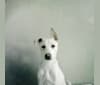 Hoagie, a South Asian Village Dog tested with EmbarkVet.com