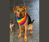 Photo of Waylon, an American Pit Bull Terrier (7.9% unresolved) in South Carolina, USA
