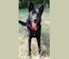 Karma-Sturmhaus's Phönix, a German Shepherd Dog tested with EmbarkVet.com