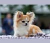 Ace, a Chihuahua tested with EmbarkVet.com