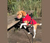 Photo of Chewy, a Beagle  in Baltimore, Maryland, USA