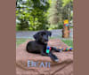 Bear, a Rottweiler and American Pit Bull Terrier mix tested with EmbarkVet.com