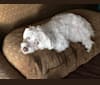 Photo of Simon Mose Bright, a Lhasa Apso and Bichon Frise mix in Madison, Wisconsin, USA