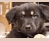 Mr Eve, a German Shepherd Dog and Siberian Husky mix tested with EmbarkVet.com