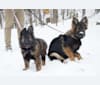 Zahara, a German Shepherd Dog tested with EmbarkVet.com