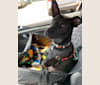 Remy Mordechai, a Formosan Mountain Dog tested with EmbarkVet.com