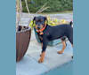 Photo of Milan Masia, a German Pinscher  in Howell, NJ, USA