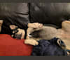 Kira Bear, an American Pit Bull Terrier and Australian Shepherd mix tested with EmbarkVet.com