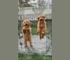 Photo of Lila, a Goldendoodle  in Strasburg, PA, USA