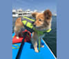 Obi, a Pomeranian and Chihuahua mix tested with EmbarkVet.com