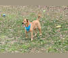 Brownie, an Australian Cattle Dog and American English Coonhound mix tested with EmbarkVet.com