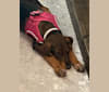 Riley, a Doberman Pinscher and Great Pyrenees mix tested with EmbarkVet.com