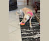 Photo of Wynnie, a Saluki and Boxer mix in Doha, Qatar
