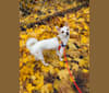 Twig, a Japanese or Korean Village Dog tested with EmbarkVet.com