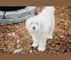 Tusker, a Pomeranian and Shih Tzu mix tested with EmbarkVet.com