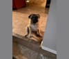 Photo of Barkley, a Pug  in Sugarcreek, OH, USA