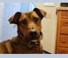 Jango, a Doberman Pinscher and American Pit Bull Terrier mix tested with EmbarkVet.com
