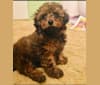 Teddy, a Poodle (Small) tested with EmbarkVet.com