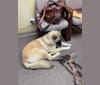 Asakan Brown a dog tested with EmbarkVet.com