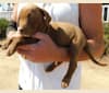 Kingston, a Weimaraner and Labrador Retriever mix tested with EmbarkVet.com