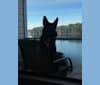 Beau, an Alaskan Malamute and German Shepherd Dog mix tested with EmbarkVet.com