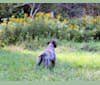 Kanoe, a Wirehaired Pointing Griffon tested with EmbarkVet.com