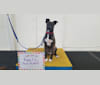 Kadin, an American Pit Bull Terrier and Siberian Husky mix tested with EmbarkVet.com