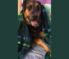 Benji, a German Shepherd Dog and Boxer mix tested with EmbarkVet.com