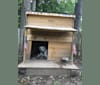 Denali, an American Pit Bull Terrier and Labrador Retriever mix tested with EmbarkVet.com